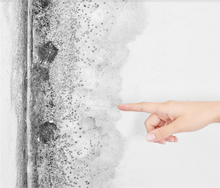 a person pointing to the mold growing in the corner of a room